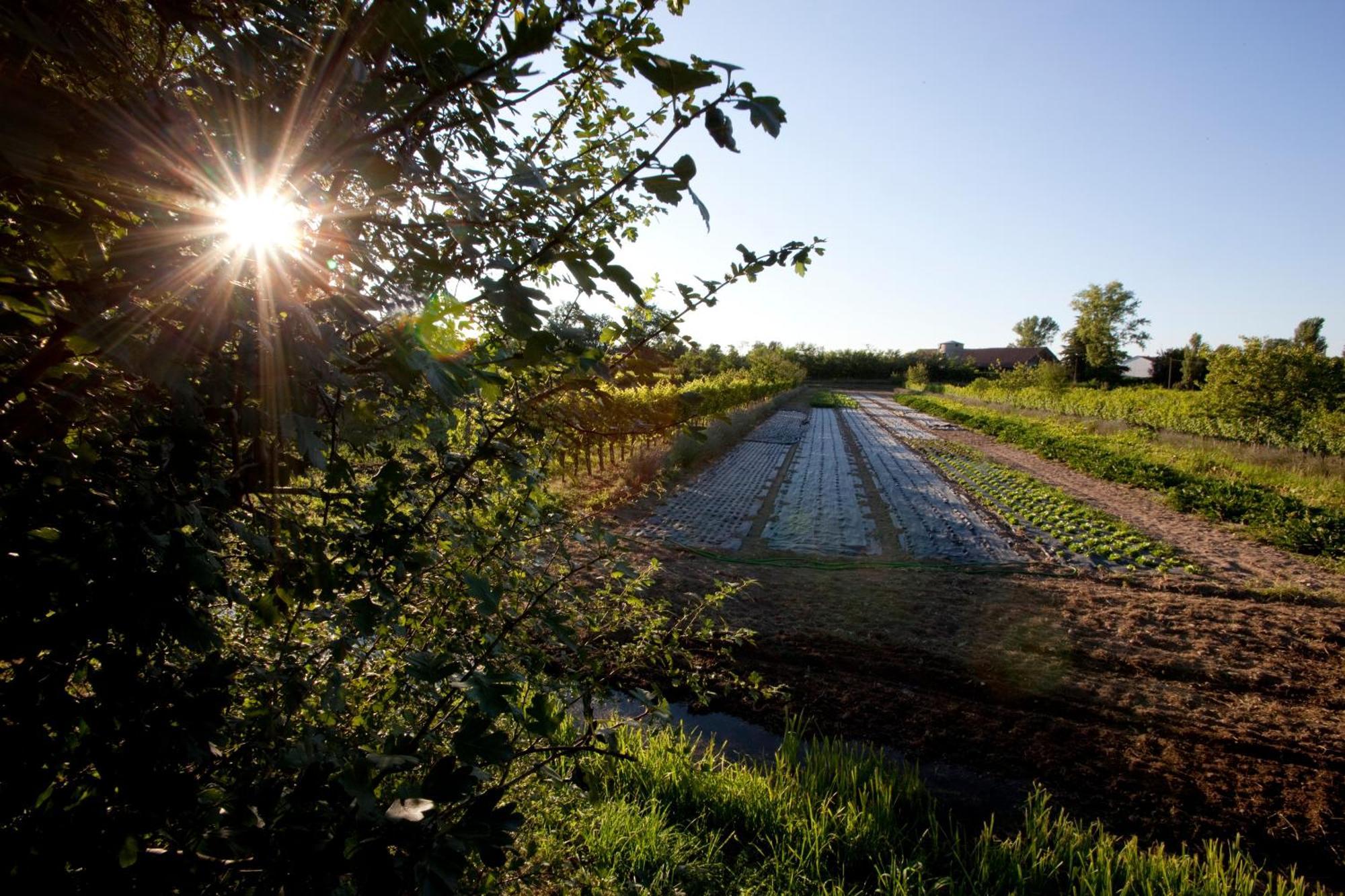 Agriturismo Cascina Caremma Besate Zewnętrze zdjęcie