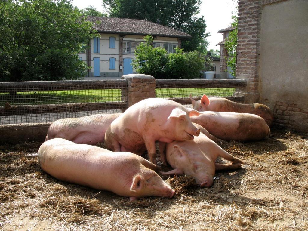 Agriturismo Cascina Caremma Besate Zewnętrze zdjęcie